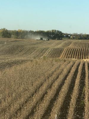 Soybean harvest