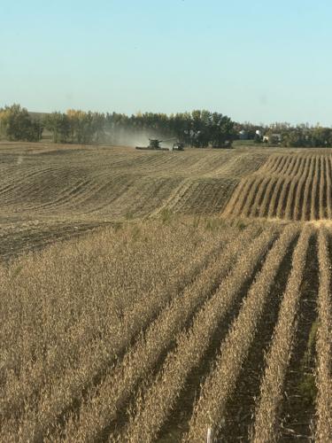 Soybean harvest