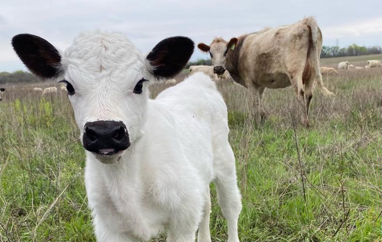 Fuller soil health (4).JPEG