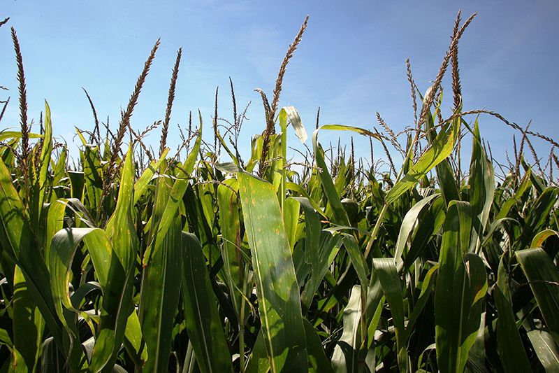 Corn field
