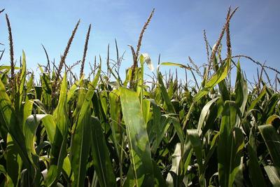 Corn field