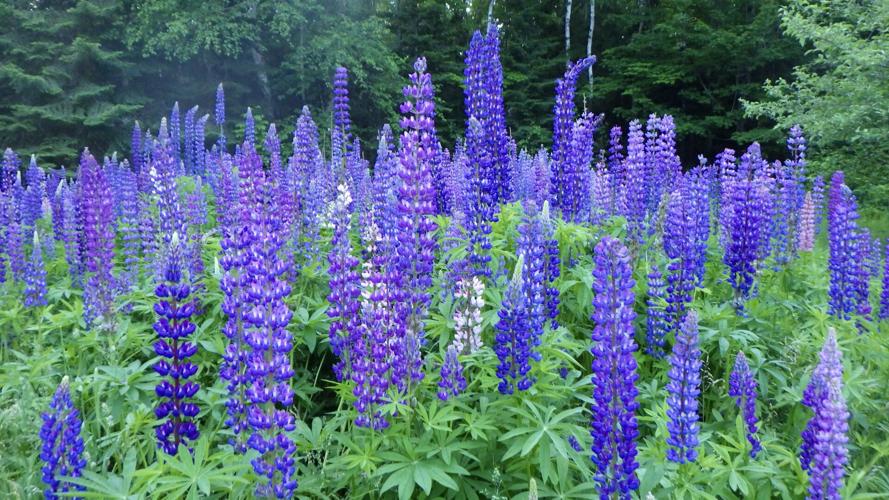 Lupine