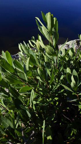 Plant