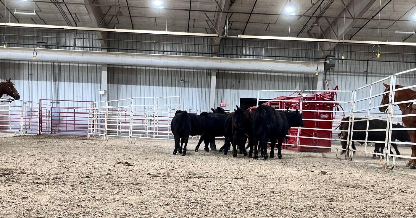 Beef producers take animal care seriously at Stockmanship and Stewardship event - Vimarsana News