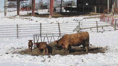 As Winter Feed Costs Increase So Do Calf Prices Livestock
