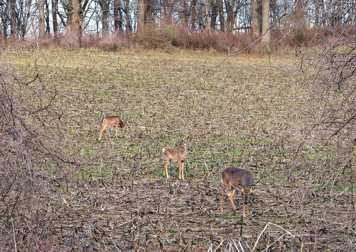 deer
