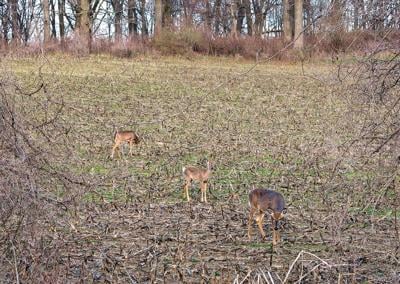 deer