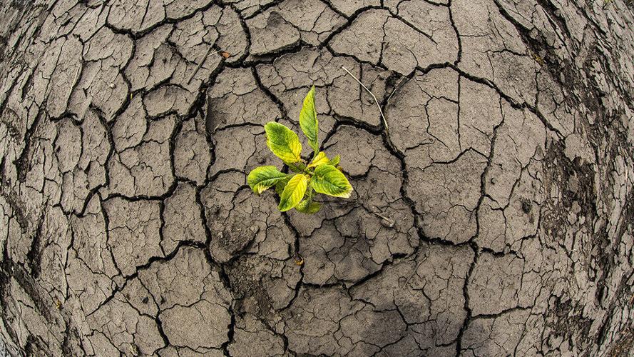 Soybean in dry soil