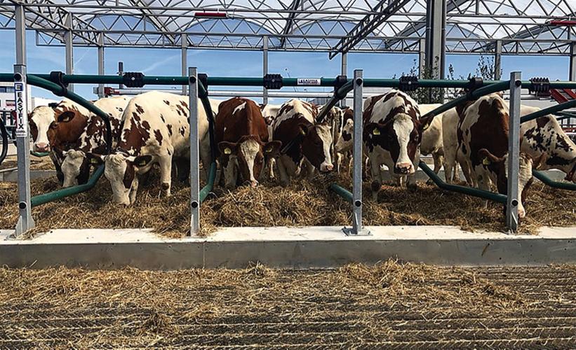 Dairy cows