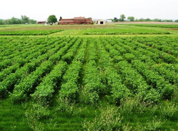 Replicated alfalfa trials