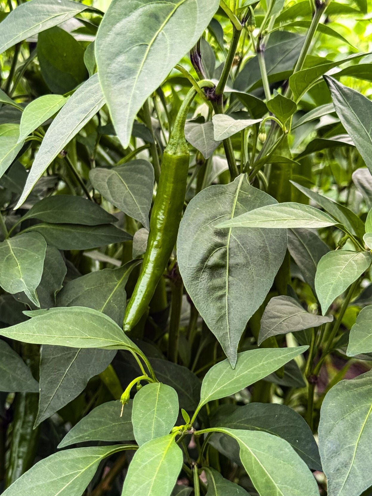 Peppers