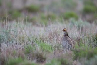 Prairie Chicken