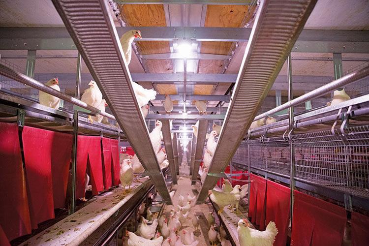 Chickens in Summit building credit summit