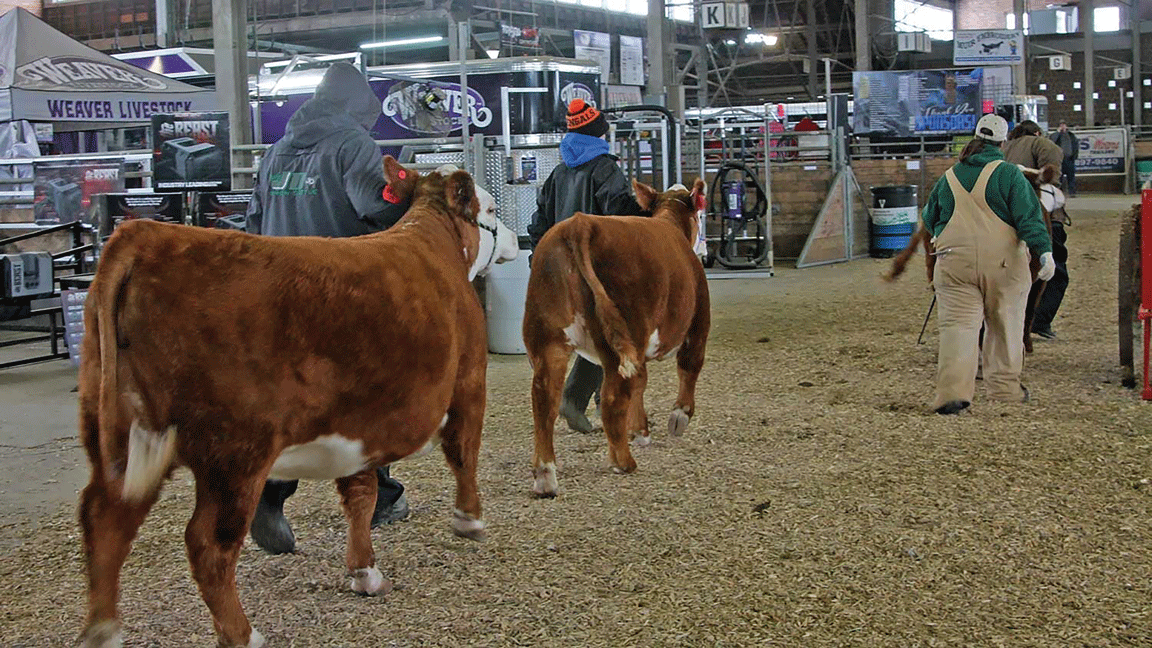 Iowa Beef Expo