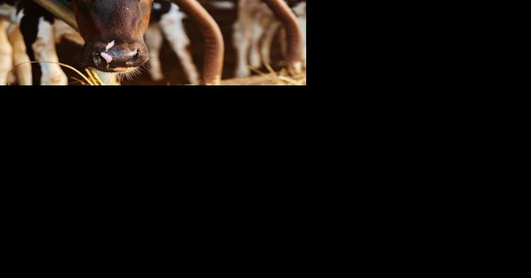 Dairy-heifer decrease limits growth - Vimarsana News