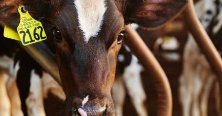 Dairy-heifer decrease limits growth : vimarsana.com