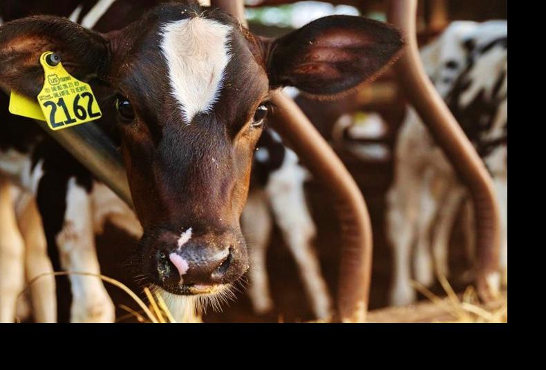 Holstein heifer