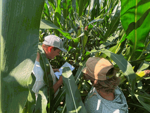 Kirkwood Community College students work in the school’s test plot