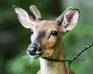 Buck deer