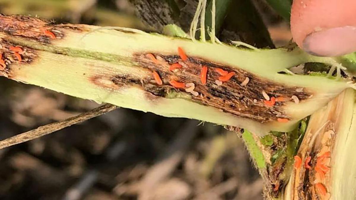 soybean gall midge