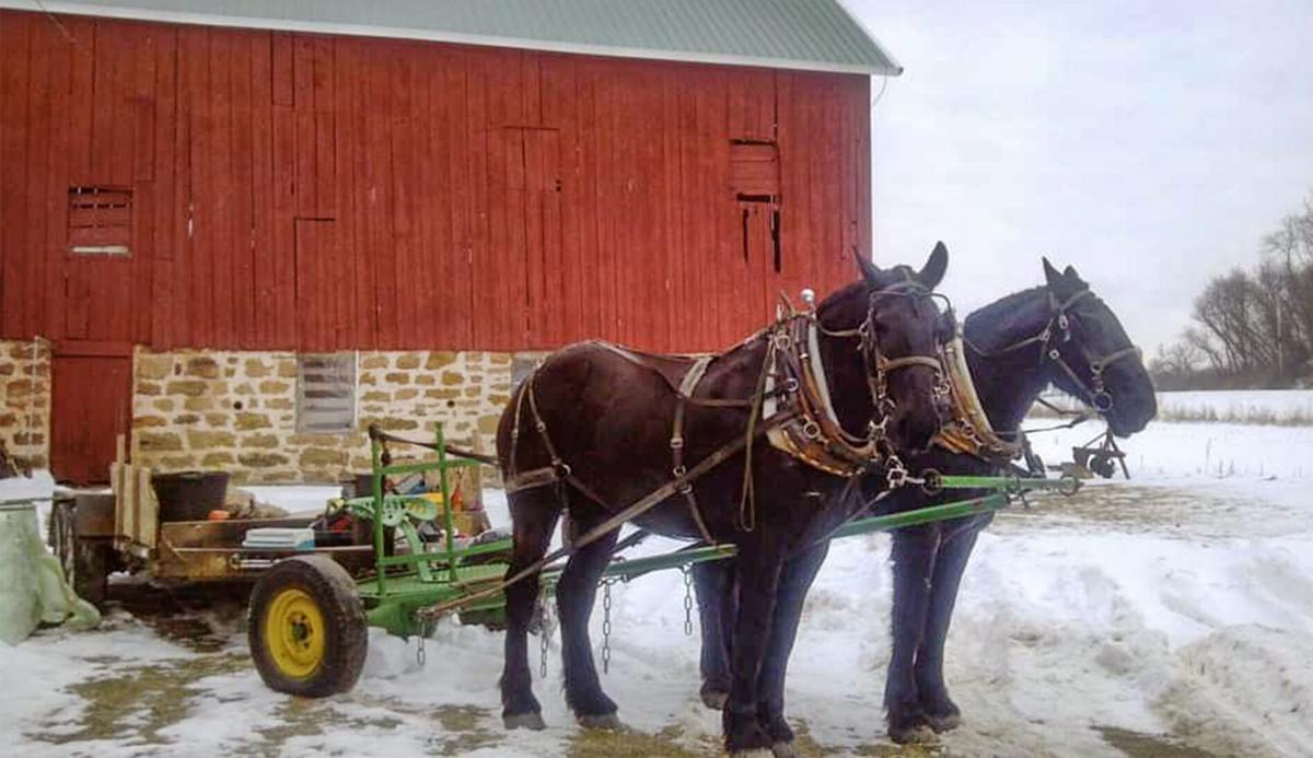 Horses