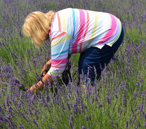 Woman picks lavender