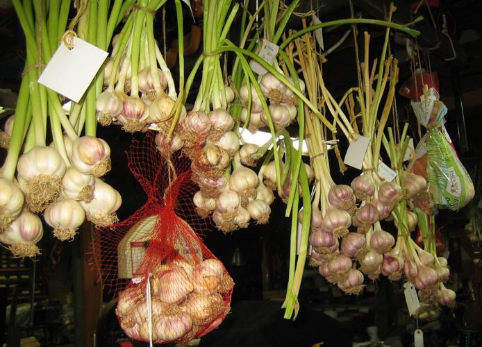Garlic drying at Piranga Plants and Produce