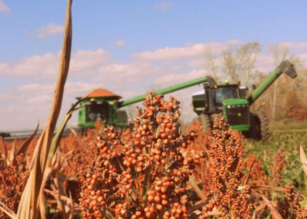 small grains 2.jpg