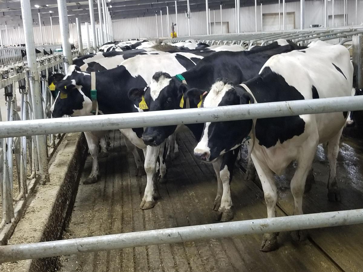 Technology has made big advancements on the dairy farm