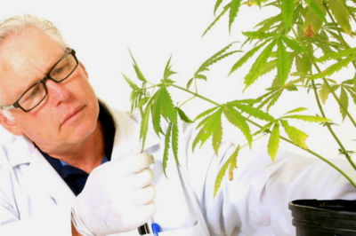 Researcher with hemp plant