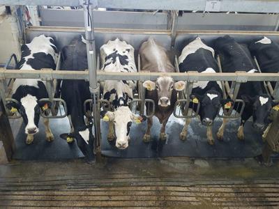 Trailside cattle