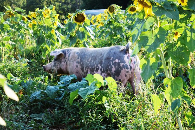 Sow in sunflower pasture