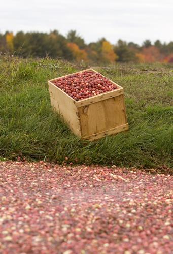 Cran_100306_1176a.jpg
