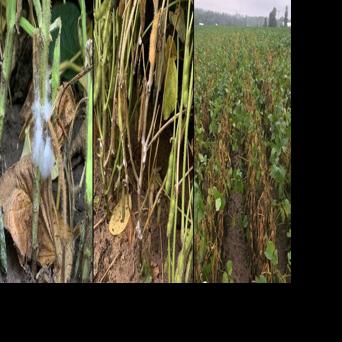 White mold infection