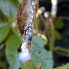 White mold infection