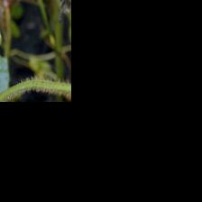 With risk high, BASF launches first white mold fungicide in 22 years