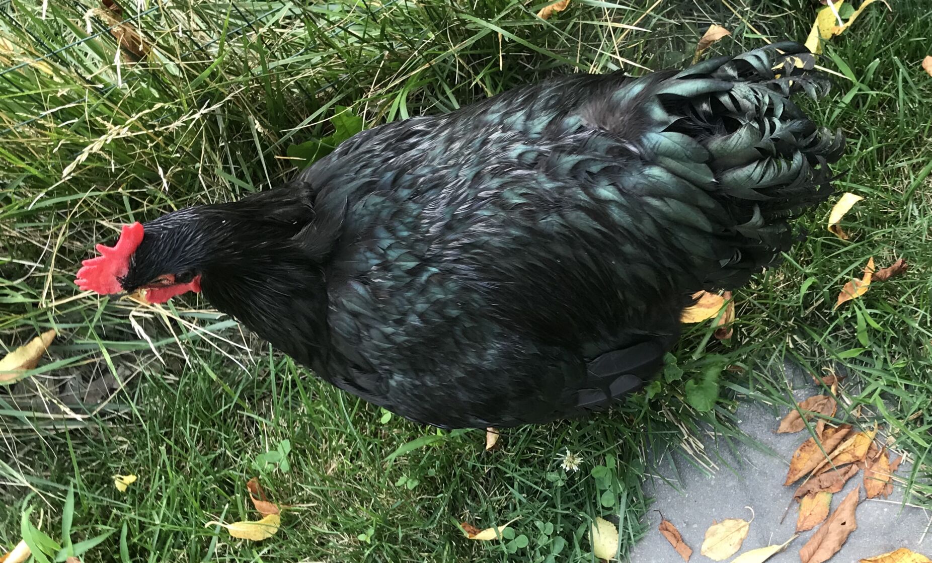 Black cheap jersey chicken