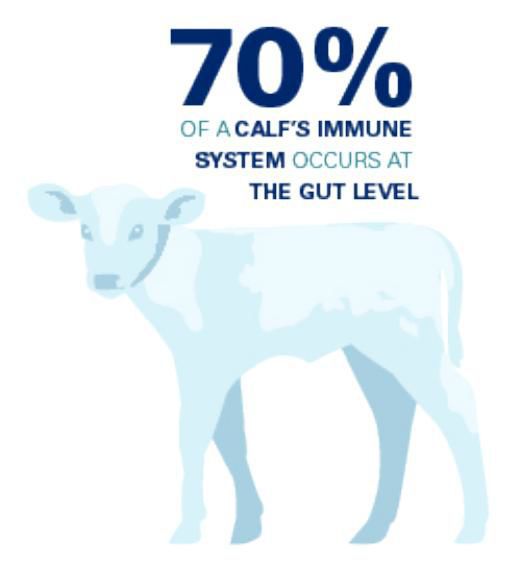Seventy percent of a calf's immune system occurs at gut level