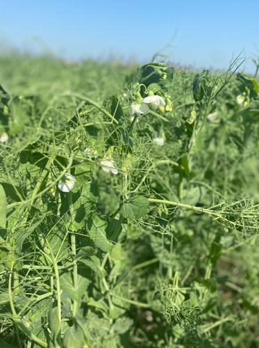 Yellow peas