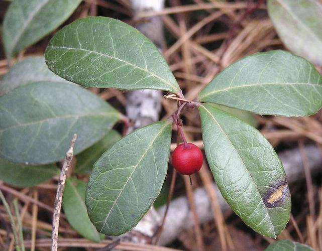 Wintergreen berry