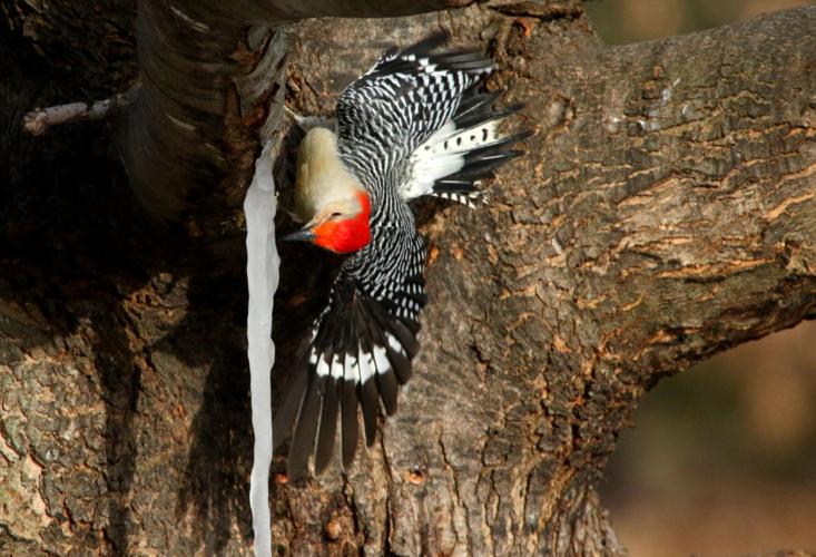 Woodpecker