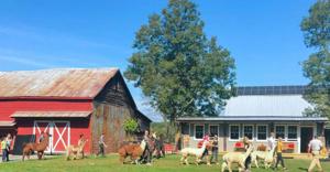 Llamas to lavender, agritourism grows