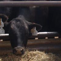 Lack of night cooling can lead to heat stress in livestock
