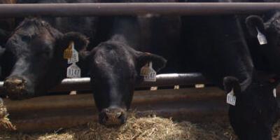 Heat stress in cattle