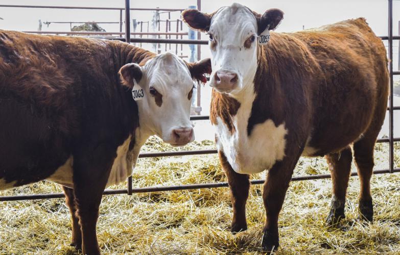 Hereford heifers in pen
