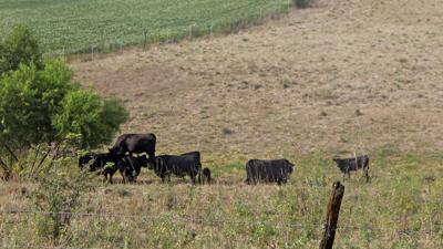 Drought pasture condition