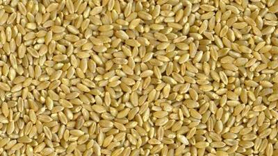 Durum