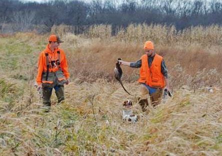There are pheasants again