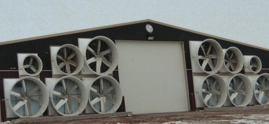 Fresh air critical for dairy cows