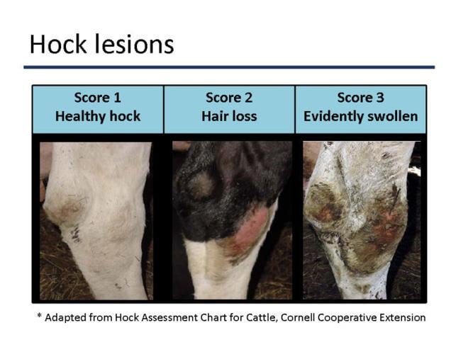 Hock injuries animal-welfare concern:  Deep-bedded, maintained stalls best